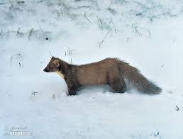 Image result for kuna lesní obrázky