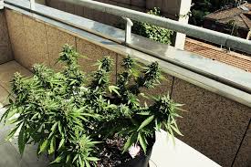 Because the amount of light a plant receives is so important, you'll need. How To Grow Great Weed On A Balcony Or Terrace Rqs Blog