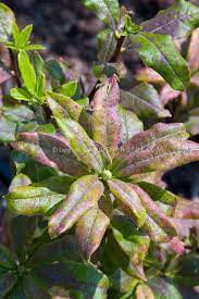 Azalea Gibraltar Rhododendron Deciduous Shrub With Mildew Plant Flower Stock Photography Gardenphotos Com Flower Stock Photography Plant Problems Plants