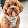 We are a group of dog loving families, with a close relationship, sharing the same passion: 1