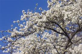 Ja, ja noch dreimal wird der kirschbaum blüh'n und dann wird hochzeit sein. Ganz In Weiss Welches Geholz Bluht Wann Im Fruhling Nabu