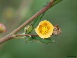 Image result for Sida javensis