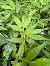 Image result for Oplismenus