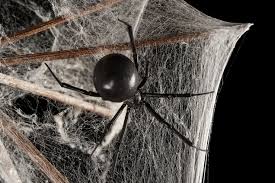Female black widows are famous for their toxic venom. Black Widow Spiders National Geographic