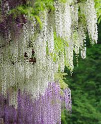 Image result for Laburnum
