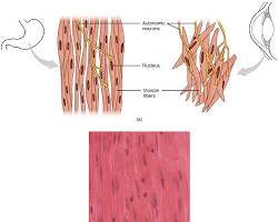 Image of Smooth muscle tissue anatomy diagram