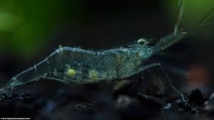 During that year, they'll grow rapidly. Ghost Shrimp Care Food Lifespan Habitat Video