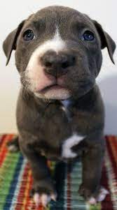 Baby Pitbulls For Sale Pitbull Puppies Pitbull Puppies For Sale Blue Nose Pitbull Puppies