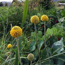 Red Billy Buttons Flowers Best Flower Wallpaper
