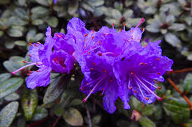 In this article, we will explain how to solve the problem of yellow leaves in rhododendrons. Rhododendron Impeditum Rhododendron Impeditum Growing Planting Caring