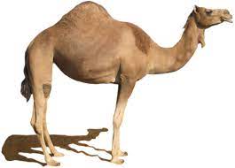 And if you have created a wishlist in your amazon account, it watched the price history of all. Camel Png Alpha Channel Clipart Images Pictures With Transparent Background Free Downloading
