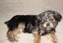 Learn About the Yorkie Shih Tzu Mix aka the Shorkie-Zu ...