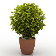Find a range of house plants and home garden supplies at ikea including flower pots, plant stands, watering cans and more. Plant N170712 3d Model Gsm 3ds For Exterior 3d Visualization House Plants