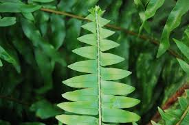 Image result for Nephrolepis