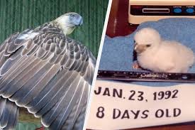 Search and share any place, find your location, ruler for distance measuring. Iconic Philippine Eagle Pag Asa Dies At 28 Abs Cbn News