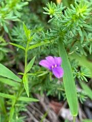 Image result for Monopsis stellarioides