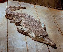 Maybe you would like to learn more about one of these? Orinoco Crocodile Wikipedia
