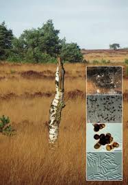 Image result for Dichapetalum rhodesicum