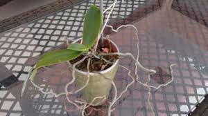 Beautiful packaging · responsibly sourced · quick easy ordering Easy Success With Orchids 4 Steps With Pictures Instructables