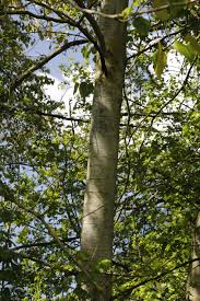 It grows transcontinentally on upland and flood plain sites but attains the best development on flood plains. Populus Balsamifera Eastern Balsam Poplar Observation Uk And Ireland Ispot