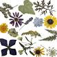 The Art of Pressed Flowers and Dried Botanicals