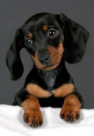Adorable Black And Tan Dachshund Puppy Henry The Dachshund Famous Dogs Weiner Dog Cute Animals
