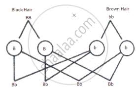 So while you may carry the red gene, your hair. Answer The Following Briefly Explain With The Help Of A Chart What Will Be The Colour Of A Child S Hair If Father Has Got Dominant Gene For Black Hair And Mother Has