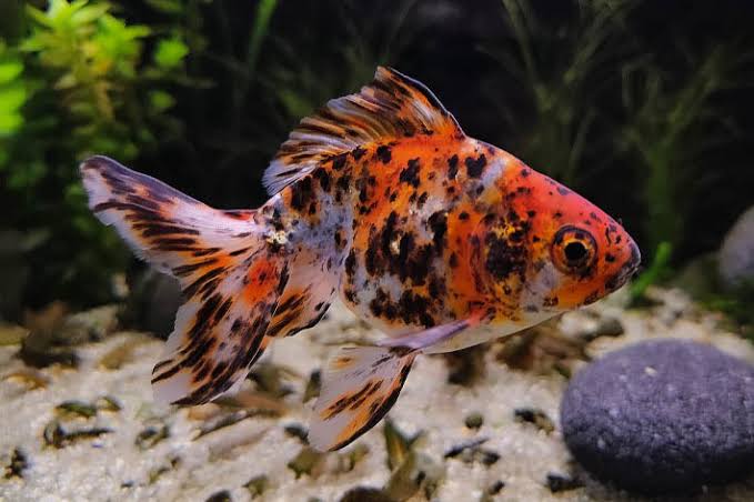 Ryukin goldfish (Carassius auratus) • Together we will find the solution!