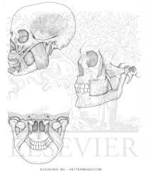 Modelled by soft tissues (muscles, viscera, adipose tissue, etc.), it determines their shape. Welcome To Netter Images