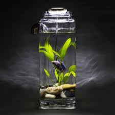 Using a mini heater is the perfect solution. Betta Fish With Fancy Self Cleaning Aquarium And Led Light Man I Should So Get This For My Son For His Birthday Betta Fish Aquarium Fish Betta Fish Tank