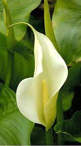 Pin By Stephanie Dorr Kitten On Flower Flowers Floral Flowery Peace Lily Amazing Flowers Planting Flowers