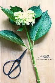 Dip each stem into the water for 15 to 30 seconds and then place them in room temperature water. The Secrets To Long Lasting Cut Hydrangeas On Sutton Place