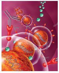 Monoclonal Antibodies And Side Effect Management Cancer Network