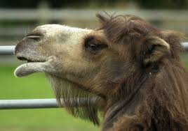 We have want you want! Prophetic Camel At Popcorn Park Zoo In Lacey Picks Packers To Win Super Bowl Nj Com