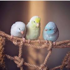 Bird On A Wire Movie Review Pin By Sarika Deb On Display Pics No Text Pretty Birds Cute Birds Cute Little Animals