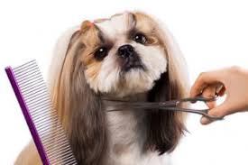 This combination means that if you own or are thinking of owning a shih tzu, grooming should be one of the top things on your mind. Adorable Shih Tzu Grooming Styles Lovetoknow