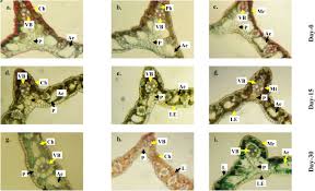 Image result for Fimbristylis complanata