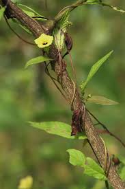 Image result for Xenostegia medium