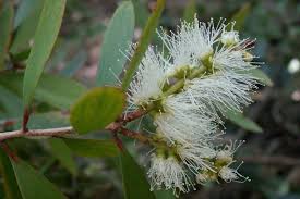 Image result for Melaleuca quinquenervia