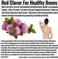 Red Clover Natural Healing Remedies Healing Herbs Natural Healing