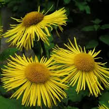 Image result for Inula