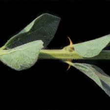 Image result for Kalaharia uncinata