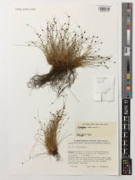 Image result for Isolepis setacea