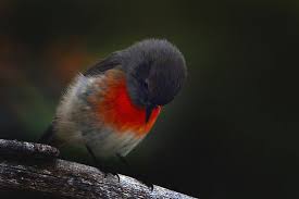Perhaps Because The Winter Is So Long Red Birds Winter Beautiful Birds
