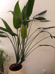 Image result for Dracaena aubryana
