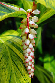 Find care posts on most of these. 23 Colorful Houseplants To Warm Up Your Winter Gardener S Path