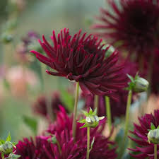 Dahlia Black Narcissus Flowers Feed Flower Farm Narcissus