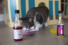 It S Not Drinking Alone If Your Cat Is With You Why Drink Alone When You Can Drink Wine With Your Cat Cattime Cat Wine Non Alcoholic Wine Cats