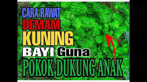 Nyamuk yang terinfeksi menularkan virus dari orang ke orang. Cara Rawat Demam Kuning Bayi Guna Pokok Dukung Anak Youtube