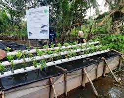 Katak paling kecil#budidayaporang#porang канала petani milenial lapin porang jambi. Pangan Desa Gambut Di Tangan Perempuan